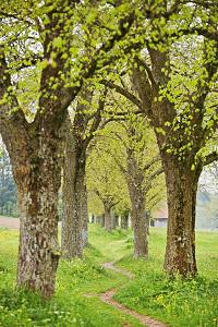 Kneipp-Tipps gegen Heuschnupfen