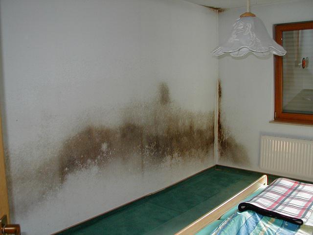 Unterschätzte Krankmacher: Schimmelpilze in Wohnräumen