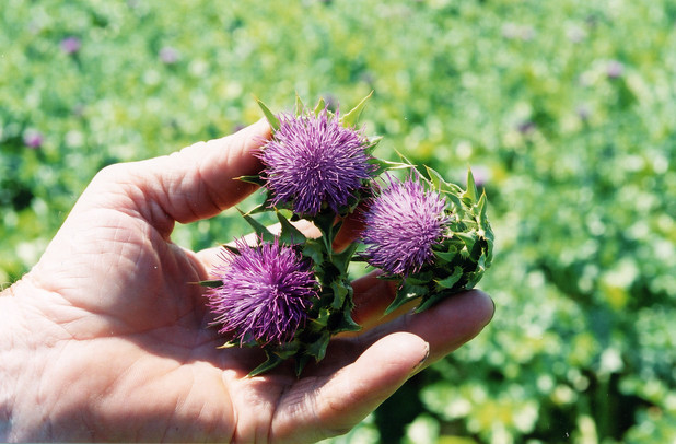 Die natürliche Apotheke der Natur