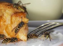 Wespenstiche sind zwar meist harmlos, für Allergiker können sie aber lebensbedrohlich werden