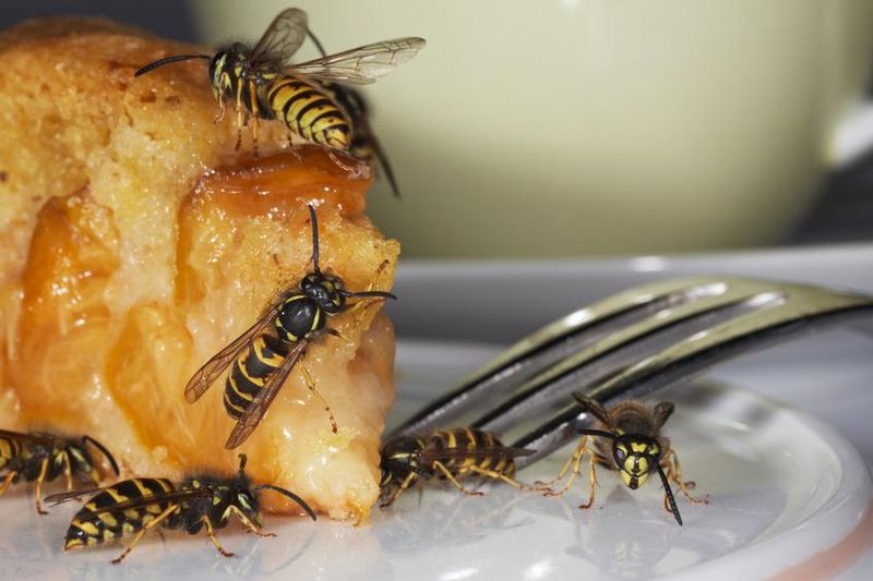 Wespenstiche sind zwar meist harmlos, für Allergiker können sie aber lebensbedrohlich werden