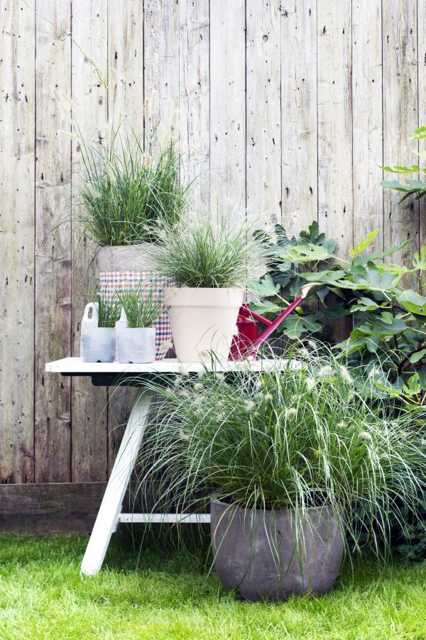 Lampenputzergras: Nordseefeeling für Zuhause