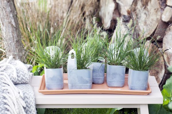 Lampenputzergras: Nordseefeeling für Zuhause