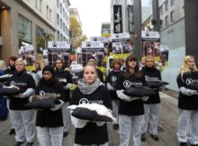 Bundesweite Anti-Pelz-Kampagne des Deutschen Tierschutzbüros