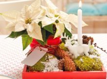 Winter-Arrangement mit weißen Mini-Weihnachtssternen