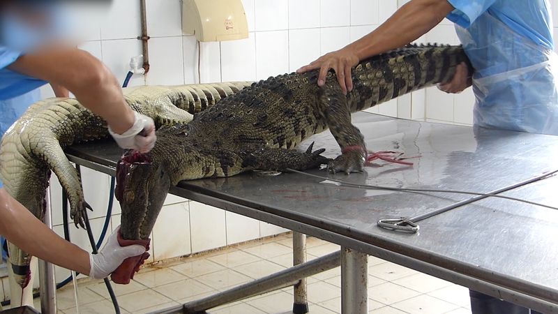 Peta enthüllt grausamste Bedingungen auf vietnamesischen Krokodilfarmen