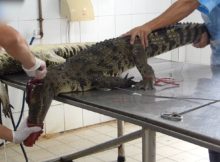 Peta enthüllt grausamste Bedingungen auf vietnamesischen Krokodilfarmen