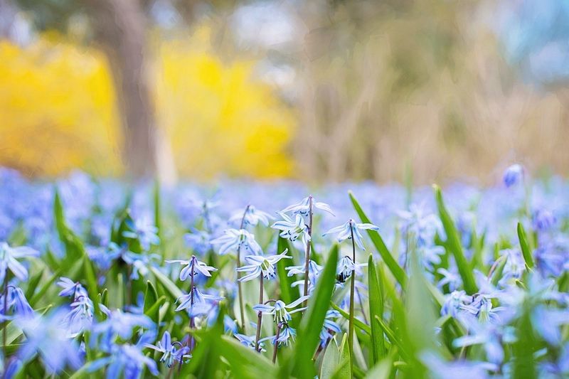 Schöner Wohnen mit Blümchen / (c) pixabay.com