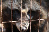 Nach Recherchen des Deutschen Tierschutzbüros e.V. verkauft Breuninger Pelze, die von Hunden stammen