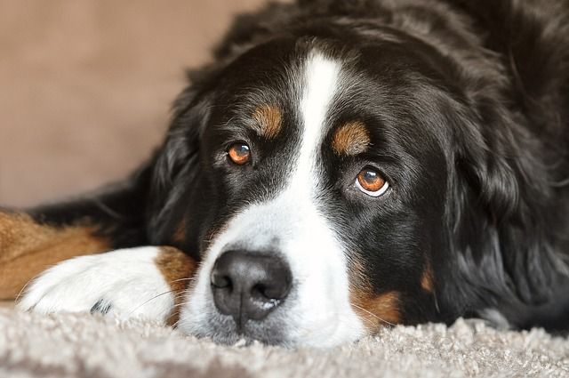 Natürlich stammt das Fell nicht von solchen Hunden