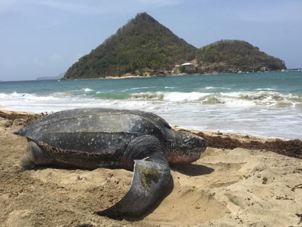 Die Lederschildkröten zieht es immer wieder nach GrenadaDie Lederschildkröten zieht es immer wieder nach Grenada