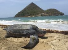 Die Lederschildkröten zieht es immer wieder nach GrenadaDie Lederschildkröten zieht es immer wieder nach Grenada