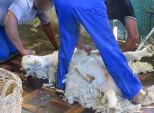 Erstmals deckte ein Augenzeuge auf, wie grausam Ziegen in der Mohair-Industrie verstümmelt und getötet werden