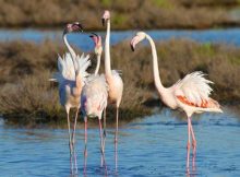 Herbstsaison mit Flamingo Watching im Mündungsdelta des Po