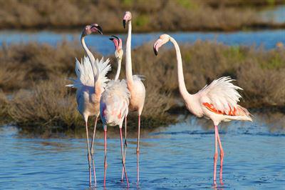 Herbstsaison mit Flamingo Watching im Mündungsdelta des Po