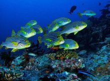 Korallenriff der Malediven