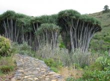 Klein und grün: Drachenbäume auf La Palma