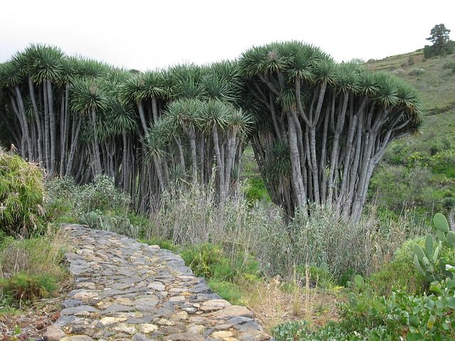 Klein und grün: Drachenbäume auf La Palma