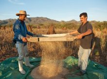 Bio-Sesamöl ist ein unverzichtbarer Bestandteil zahlreicher Weleda Körperpflegeprodukte. Die Mehrheit des Gesamtbedarfs an Bio-Sesamöl bezieht Weleda aus dem Süden Mexikos, wo das Unternehmen eine langfristige Partnerschaft mit dem lokalen Familien-Unternehmen "Sesajal" pflegt.