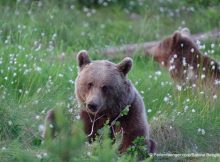 Naturreiseveranstalter Perlenfänger