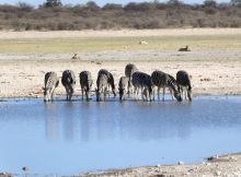 Zebras an einem Wasserloch in der Kalahari