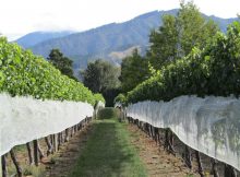 Einer von den vielen Weingärten Neuseelands
