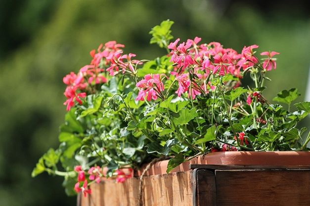 Blumen schmücken den Balkon