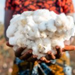 Weiter auf Wachstumskurs: Cotton made in Africa