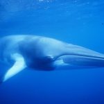 Tierschutz: Ist das Ende des Walfangs in Sicht?