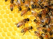 Bienen sind nicht nur nützlich, sondern unverzichtbar