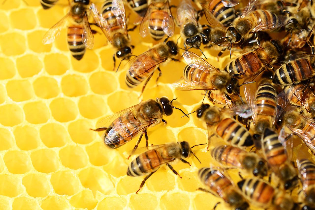 Bienen sind nicht nur nützlich, sondern unverzichtbar