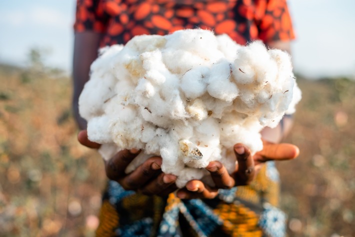 Cotton made in Africa Baumwolle in der Hand einer CmiA-Baumwollbäuerin. Credit: Malicky S. Boaz