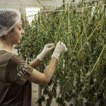 Was ist medizinisches Cannabis? 