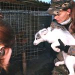 Deutsches Tierschutzbüro: Rettung von Füchsen und Marderhunden aus Pelzfarm