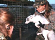 Nacht- und Nebelaktion: Deutsches Tierschutzbüro befreit Marderhunde & Füchse aus Pelzfarm