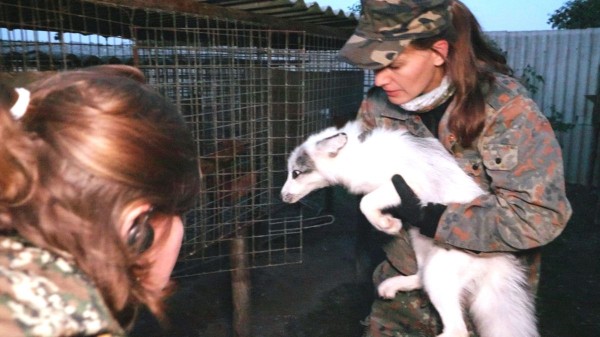 Nacht- und Nebelaktion: Deutsches Tierschutzbüro befreit Marderhunde & Füchse aus Pelzfarm