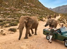 Jenson Button mit Landrover und Elefanten in Afrika