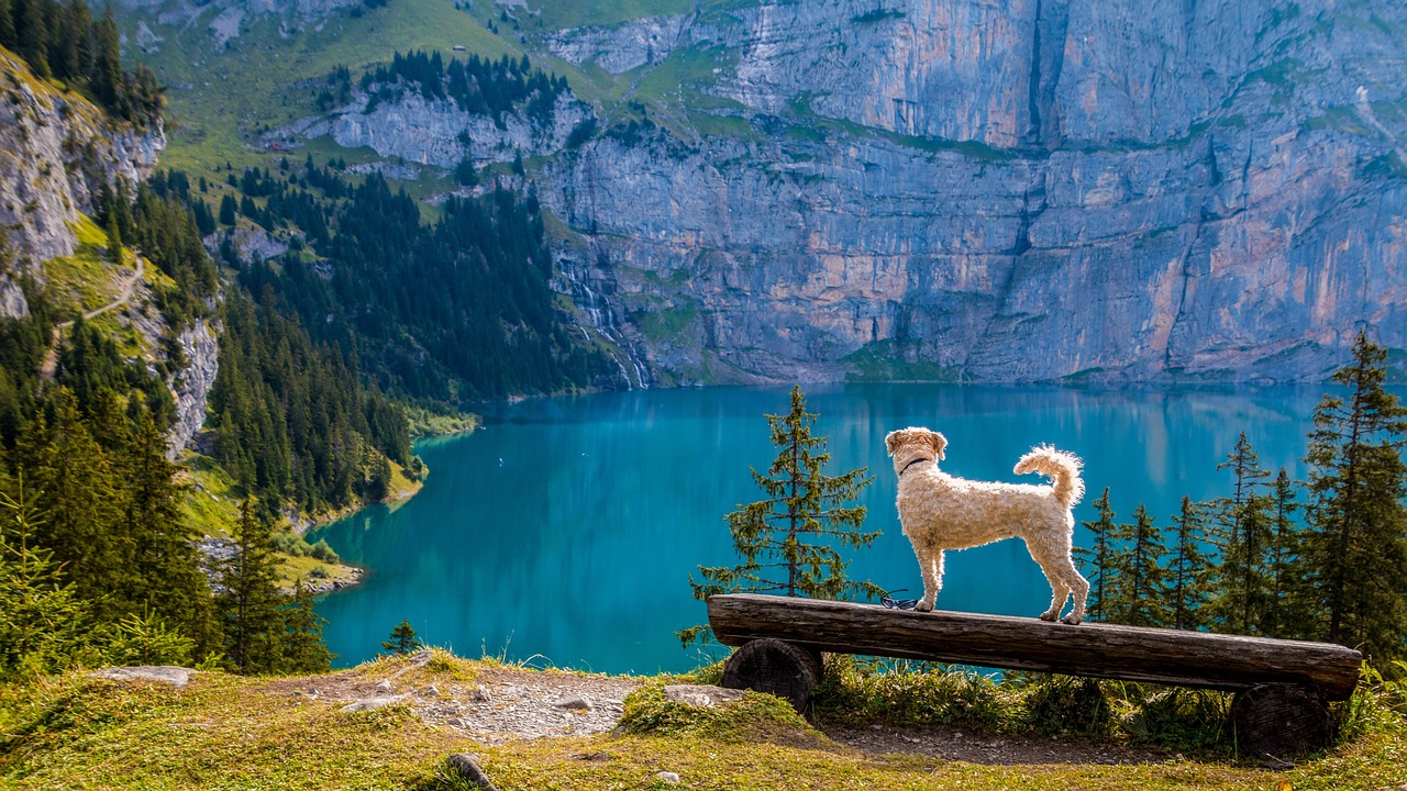 Hund auf Bank am Bergsee