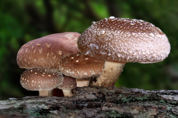 Shiitake d0bc7ea3.600x400 | modelvita.com Shiitake