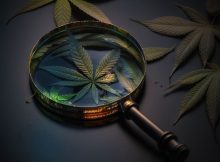 Cannabis-Pflanze unter einer Lupe
