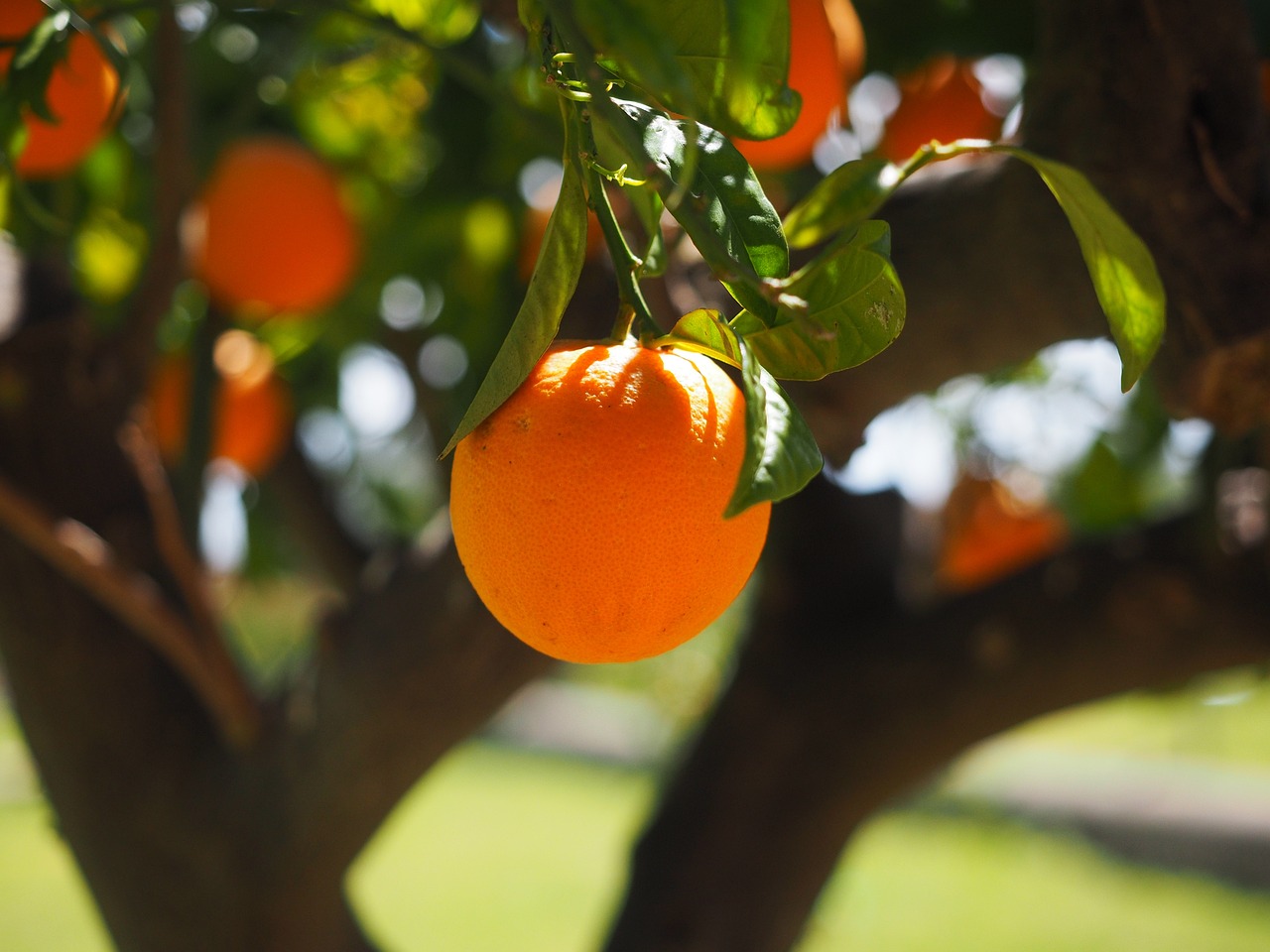 Orange am Baum in der Sonne