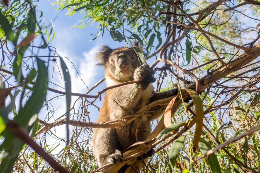 Koala in der freien Wildbahn