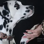 Das limitierte Leo-Look Hunde-Halsband-Set für den modernen Hund