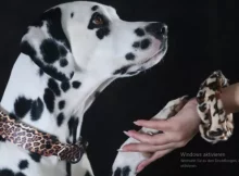 Dalmatiner mit Hunde-Halsband-Set
