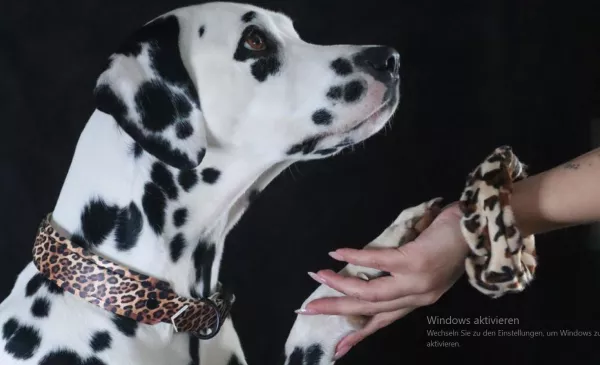Dalmatiner mit Hunde-Halsband-Set