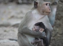 Affen und Primaten monkeys