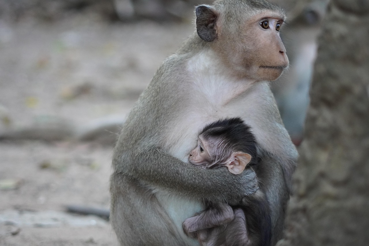 Affen und Primaten monkeys