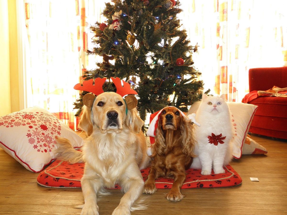 Zwei Hunde und eine Katze unterm Weihnachtsbaum