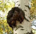 Chaga-Pilz - Schlecht für die Birke gut für den Menschen