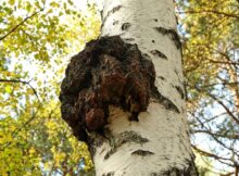 Chaga-Pilz - Schlecht für die Birke gut für den Menschen
